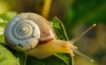 snail-405384_960_720